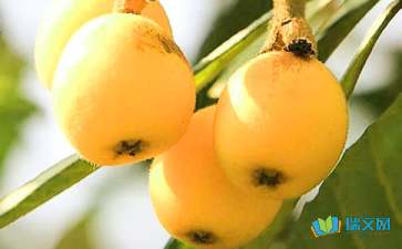 有關于校園里的枇杷樹的作文