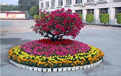 月季花,作文,花壇,校園