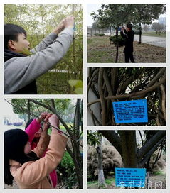 為校園增添一抹綠作文