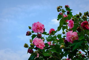 校園的芙蓉花作文