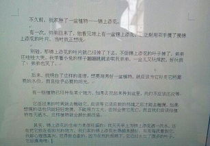 作文校園里的炮杖花