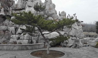 關(guān)于校園的松樹(shù)的作文600字