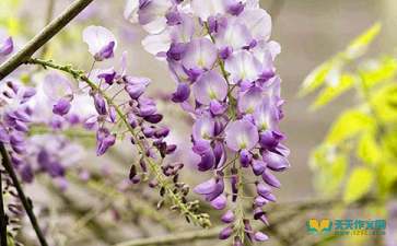 校園的紫藤花架作文,關(guān)于描寫(xiě)校園紫藤花的作文,紫藤花葡萄藤學(xué)會(huì)分享作文高中