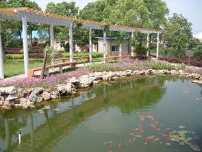 初中作文美哉校園風景