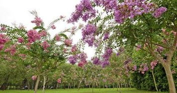 作文,紫薇,丁香,校園