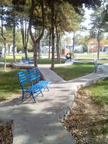 美麗的校園小樹林作文600