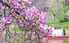 寫校園里的紫玉蘭作文