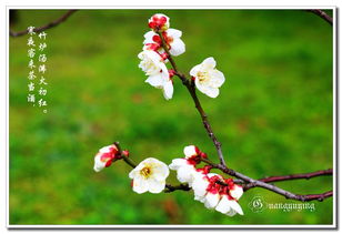 校園的梅花樹(shù)400字作文