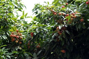 作文校園的荔枝園