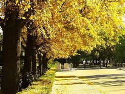 作文校園冬天的銀杏樹