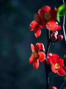 校園的海棠花作文,海棠花的作文,描寫海棠花的作文