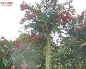 校園里的丁香樹作文,校園的紫薇樹的作文800字,校園里的紫薇樹的作文300個字三年級