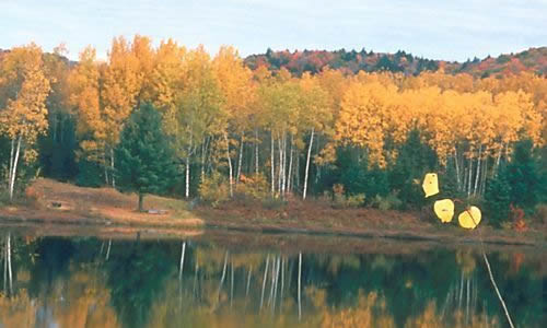 描寫秋天校園景色作文二級(jí)