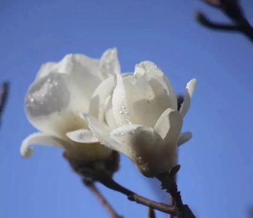 校園的玉蘭花開的作文