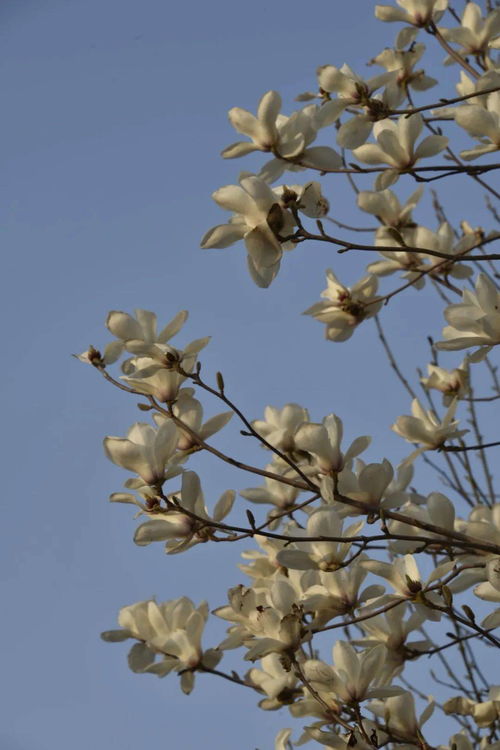玉蘭,花開,作文,校園