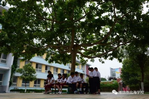 描寫濰坊市北海學(xué)校園風(fēng)景的作文