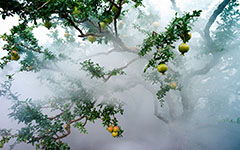 描寫校園石榴樹的作文400字