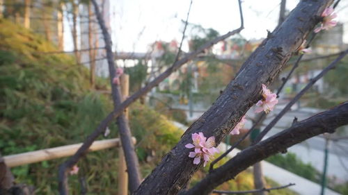 校園花開(kāi)等你回來(lái)作文