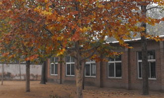 我愛(ài)校園梧桐樹300字作文怎么寫