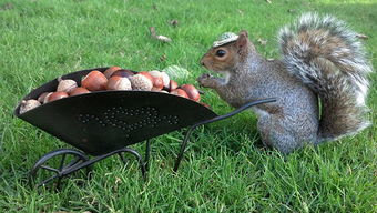 校園里的小松鼠400字作文