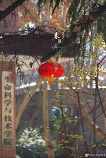 作文,的花,春天,校園