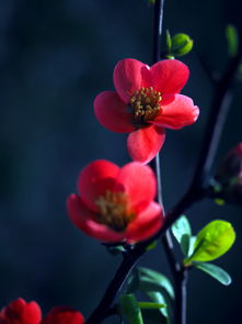 校園里海棠花作文