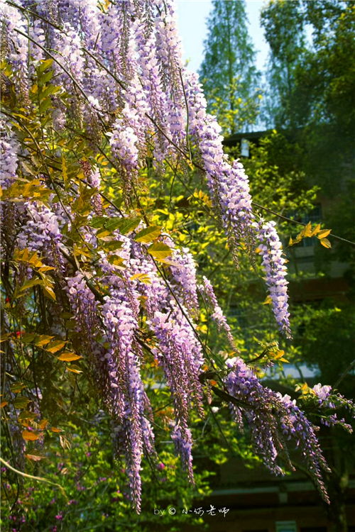 關(guān)于校園一瞥的作文600字作文600字