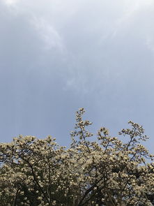 窗外的玉蘭花開了作文,玉蘭花開喻人作文,玉蘭花開作文800字