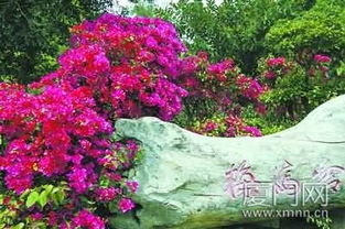 校園的三角梅作文開頭美