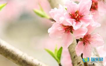 校園里觀賞桃花小作文