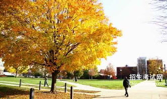 秋天校園里的石碑作文