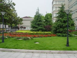 關于校園采風的作文