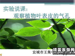 校園里一種植物作文三級