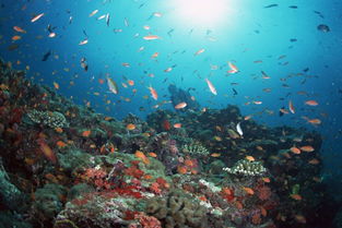 作文,四級(jí),景色,校園