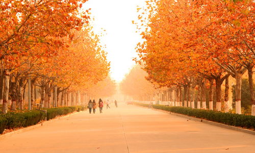 作文,秋色,校園