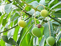 校園的芒果樹作文450