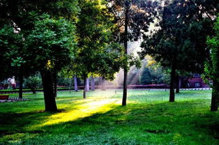 早晨雨中的校園作文