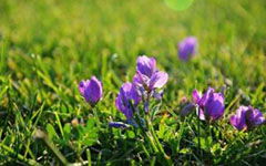 校園里的草坪作文,校園的草坪作文400字四年級,校園的草坪作文300字四年級