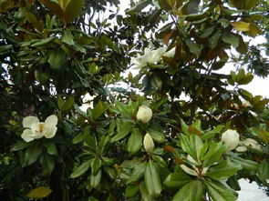 校園里廣玉蘭作文600字