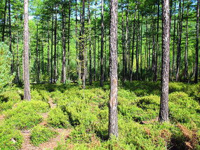 校園的景物松樹作文100字