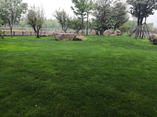 作文,草坪,校園