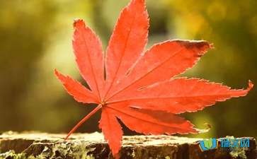 校園紅葉李的作文