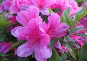 校園里的小葉杜鵑花作文