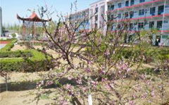 夜晚的校園作文250字