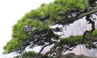 校園的荷花池和松樹作文