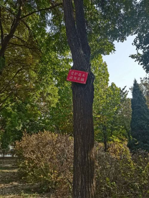 美麗校園作文農(nóng)大