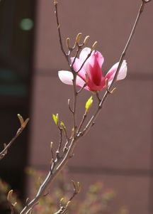 校園的玉蘭花的作文