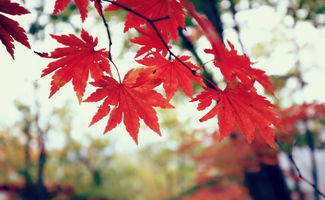 校園的紅楓作文