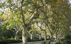 梧桐樹(shù),作文,校園