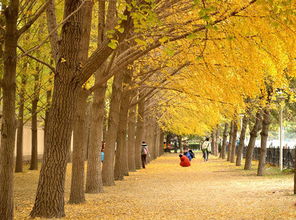 銀杏樹(shù),作文,校園